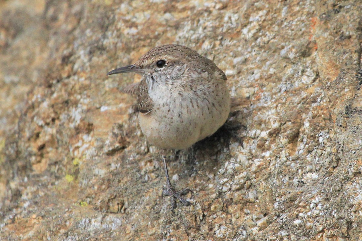 Rock Wren - Kent Forward