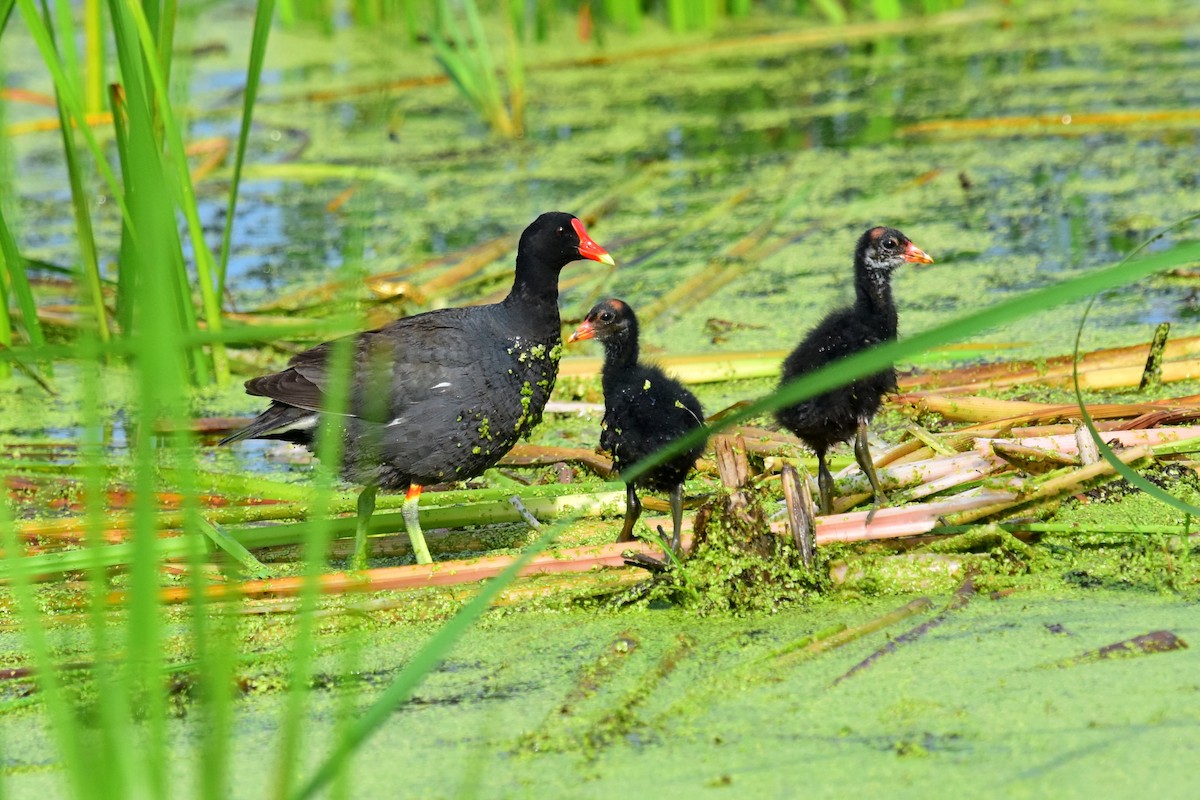 Common Gallinule - Joel Trick