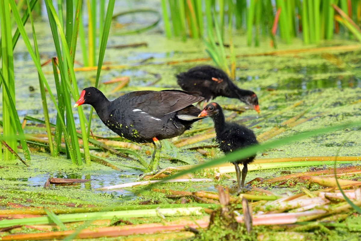 Gallinule d'Amérique - ML210839791