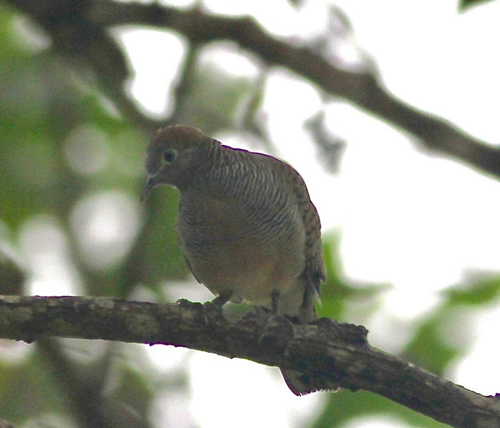 Zebra Dove - ML210841751