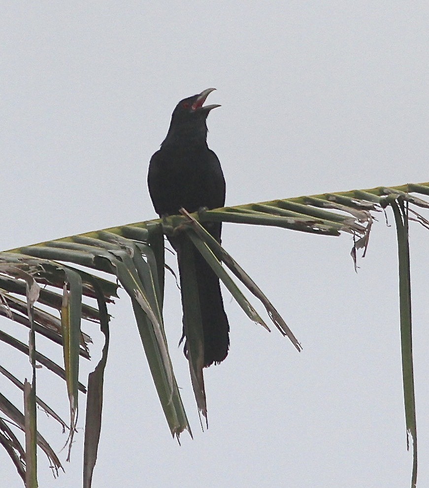 Asian Koel - ML210841931