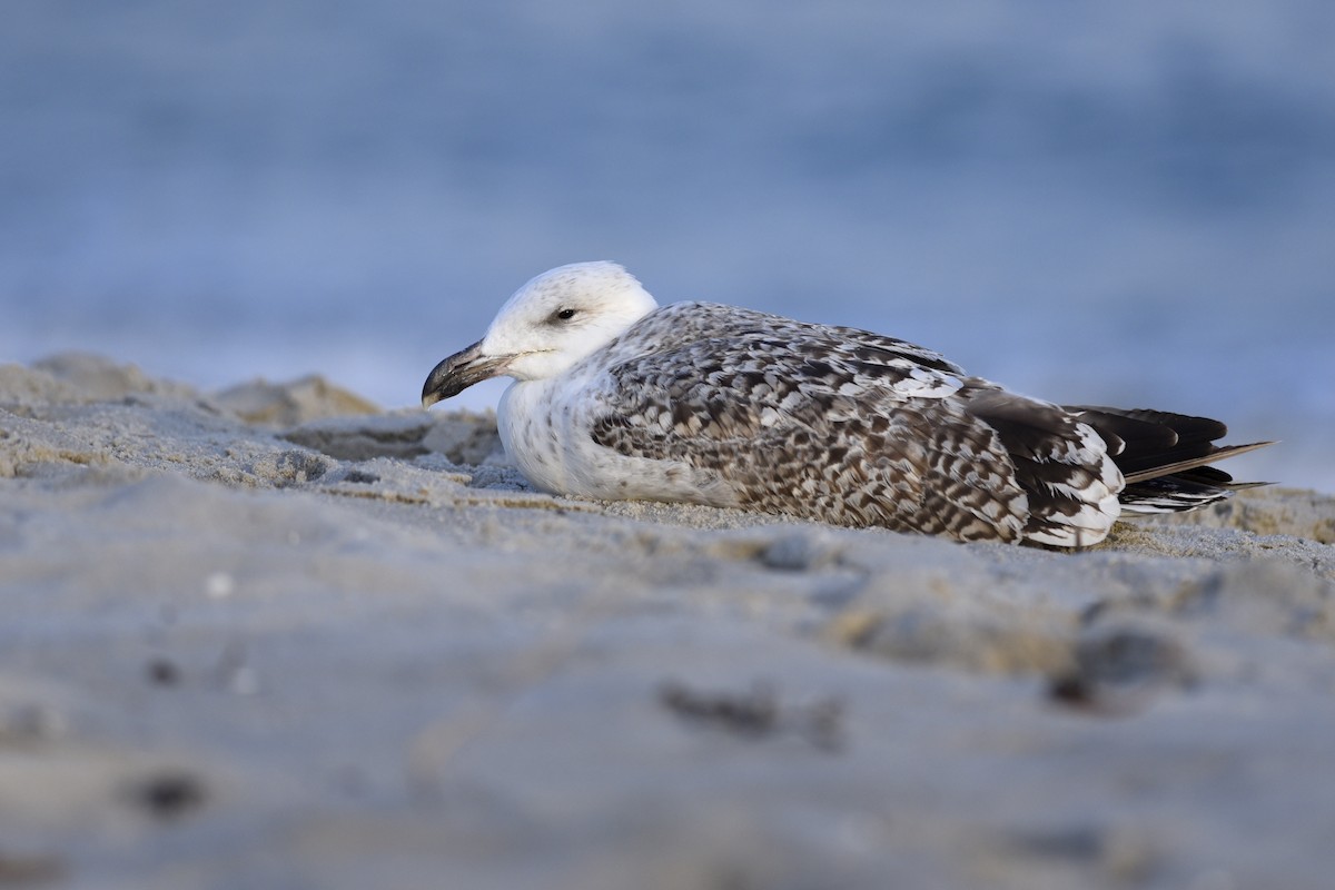 Great Black-backed Gull - Daniel Irons