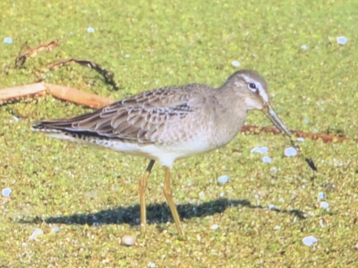 Long-billed Dowitcher - ML210844871
