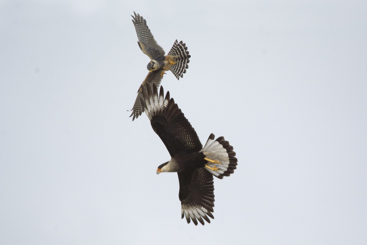 Caracara huppé (plancus) - ML210844901