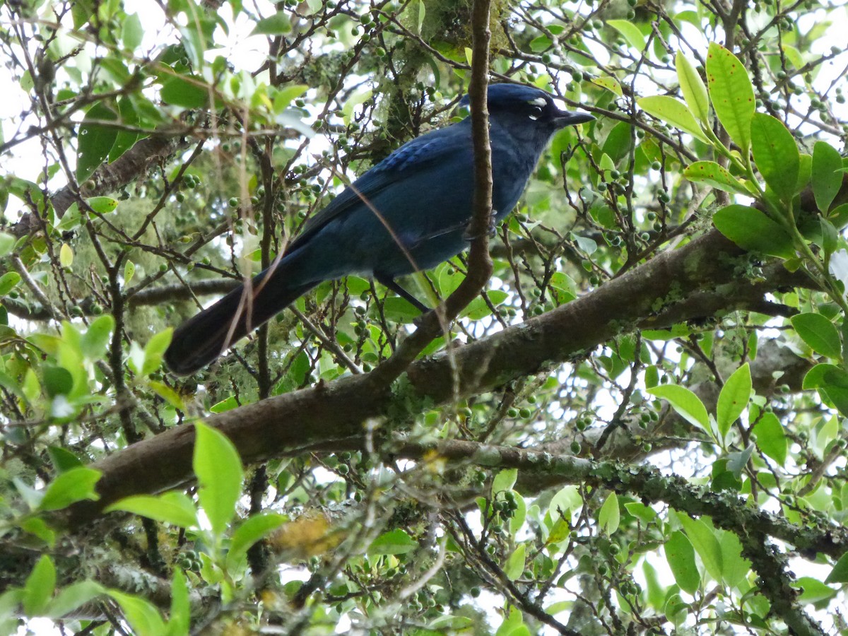 Steller's Jay - Alvaro Moisés