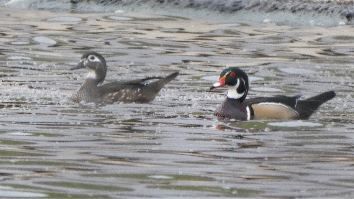 Wood Duck - Garry Hayes