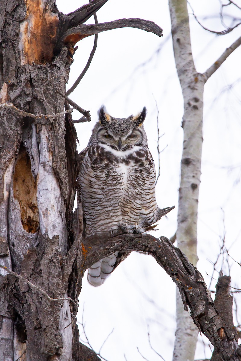 Great Horned Owl - ML210849311