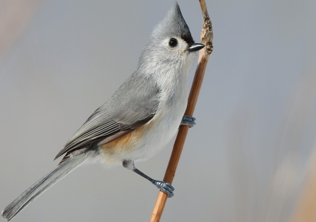 Tufted Titmouse - Matthew Brown