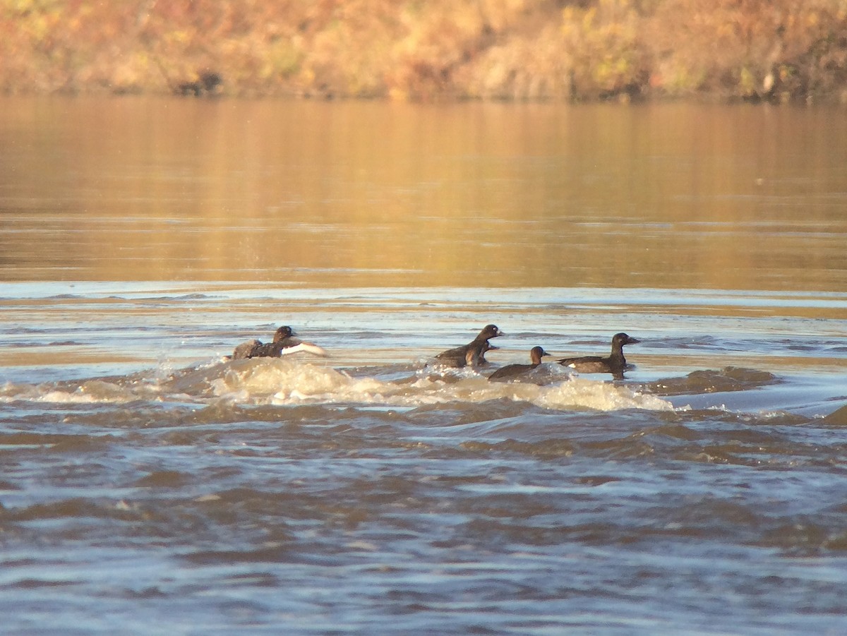 White-winged Scoter - ML21085111