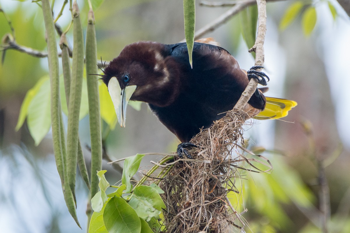 Chestnut-headed Oropendola - Juan Miguel Artigas Azas