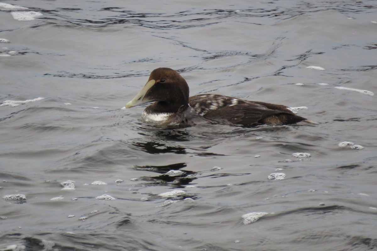 Common Eider - Allan Strong