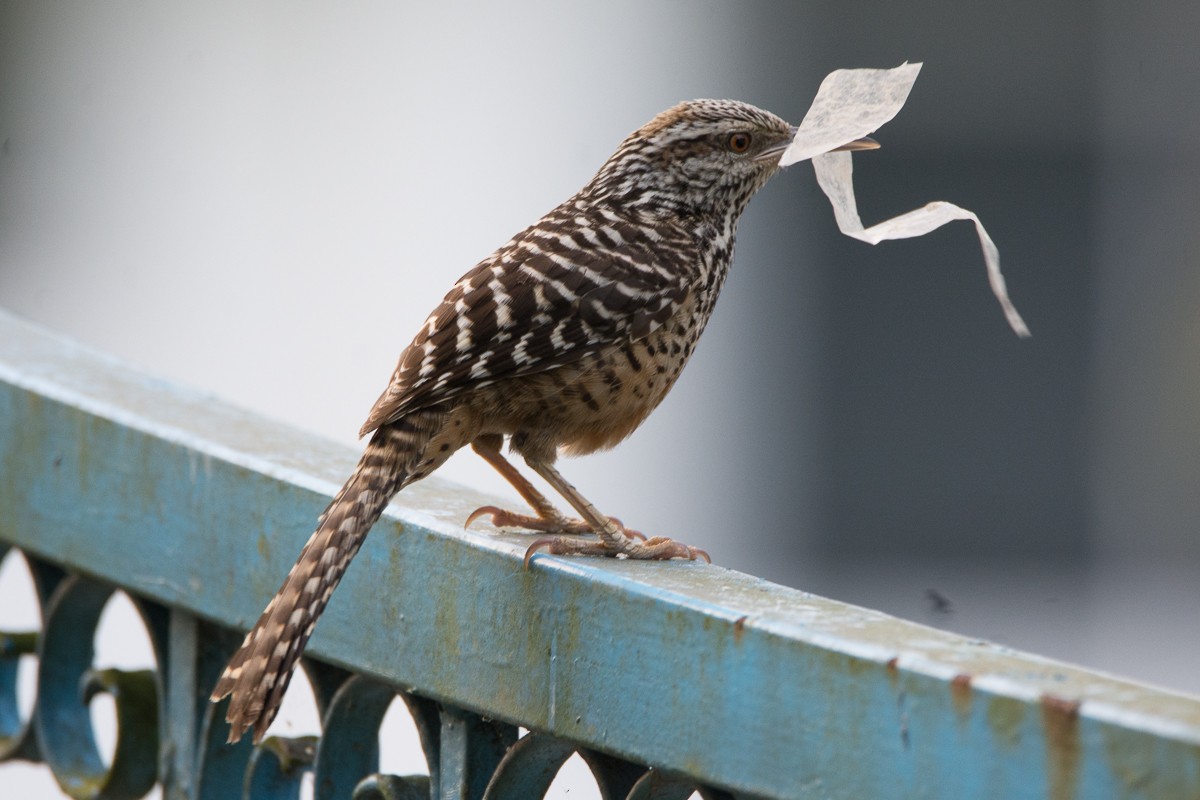 Band-backed Wren - ML210852591