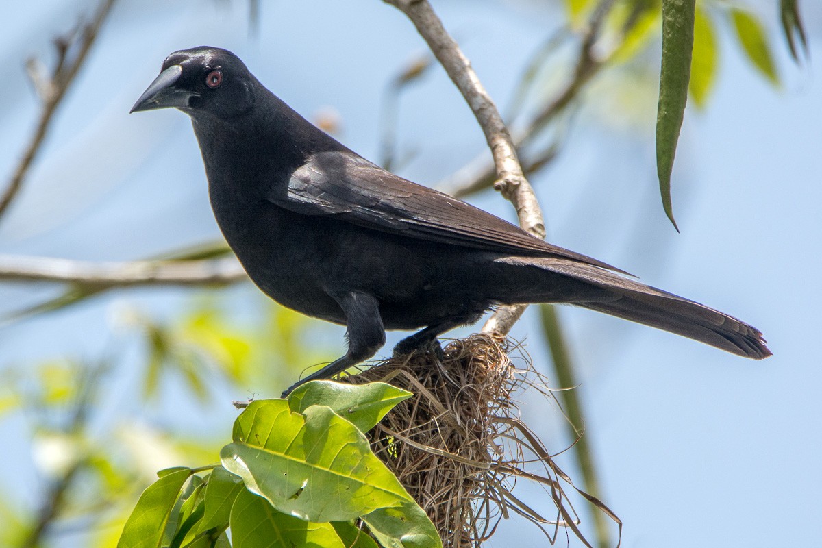 Giant Cowbird - ML210852681