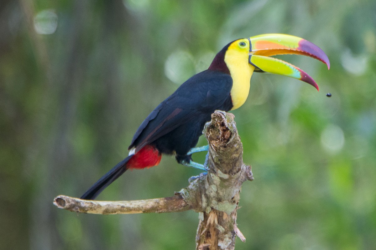 Keel-billed Toucan - ML210852711