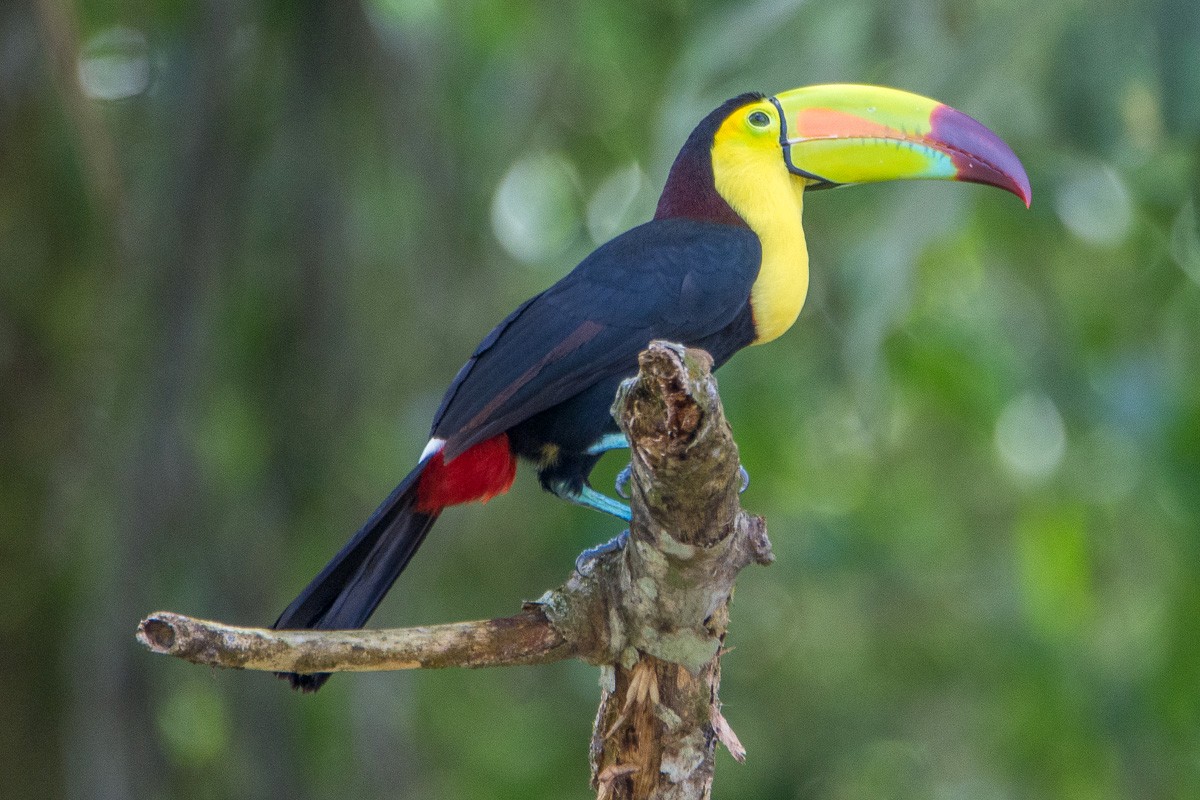 Toucan à carène - ML210852721