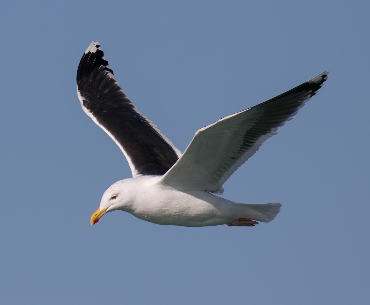 Great Black-backed Gull - ML210853181