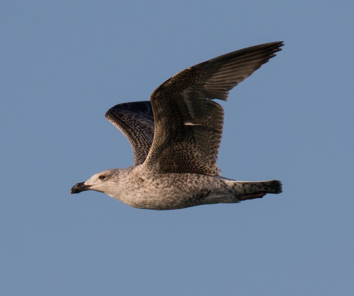 Great Black-backed Gull - ML210853501