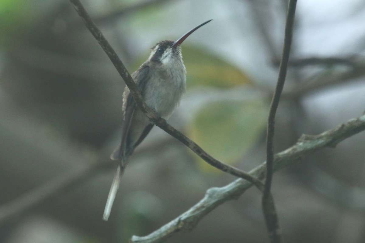 kolibřík světlebřichý - ML210854841
