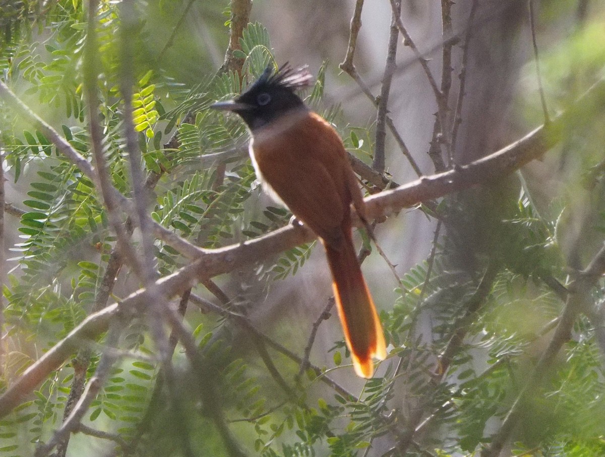 Indian Paradise-Flycatcher - ML210854901