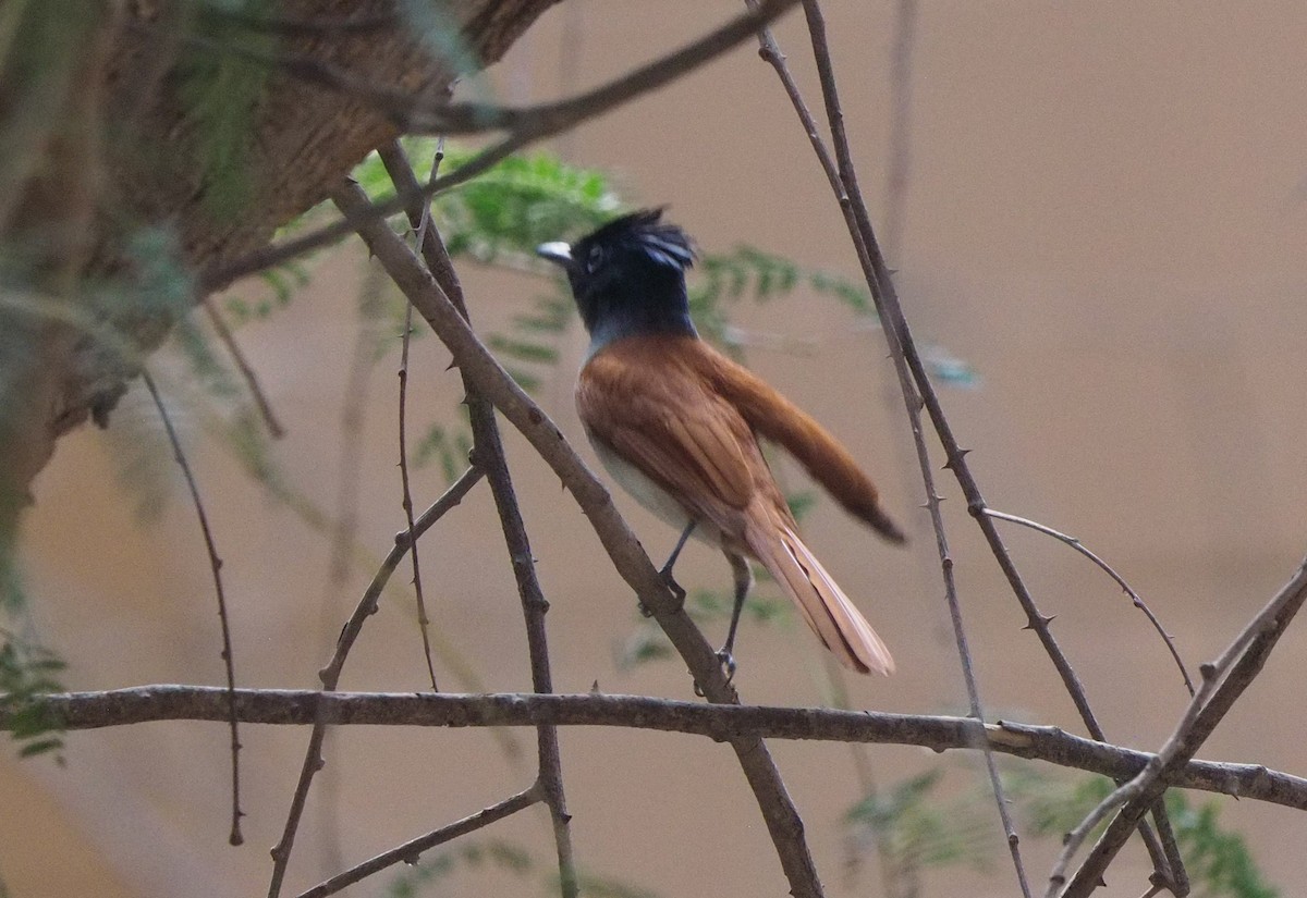 Indian Paradise-Flycatcher - ML210854941