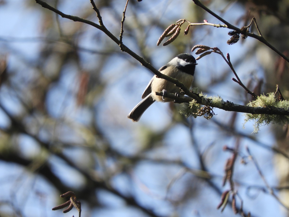 Black-capped Chickadee - ML210855301
