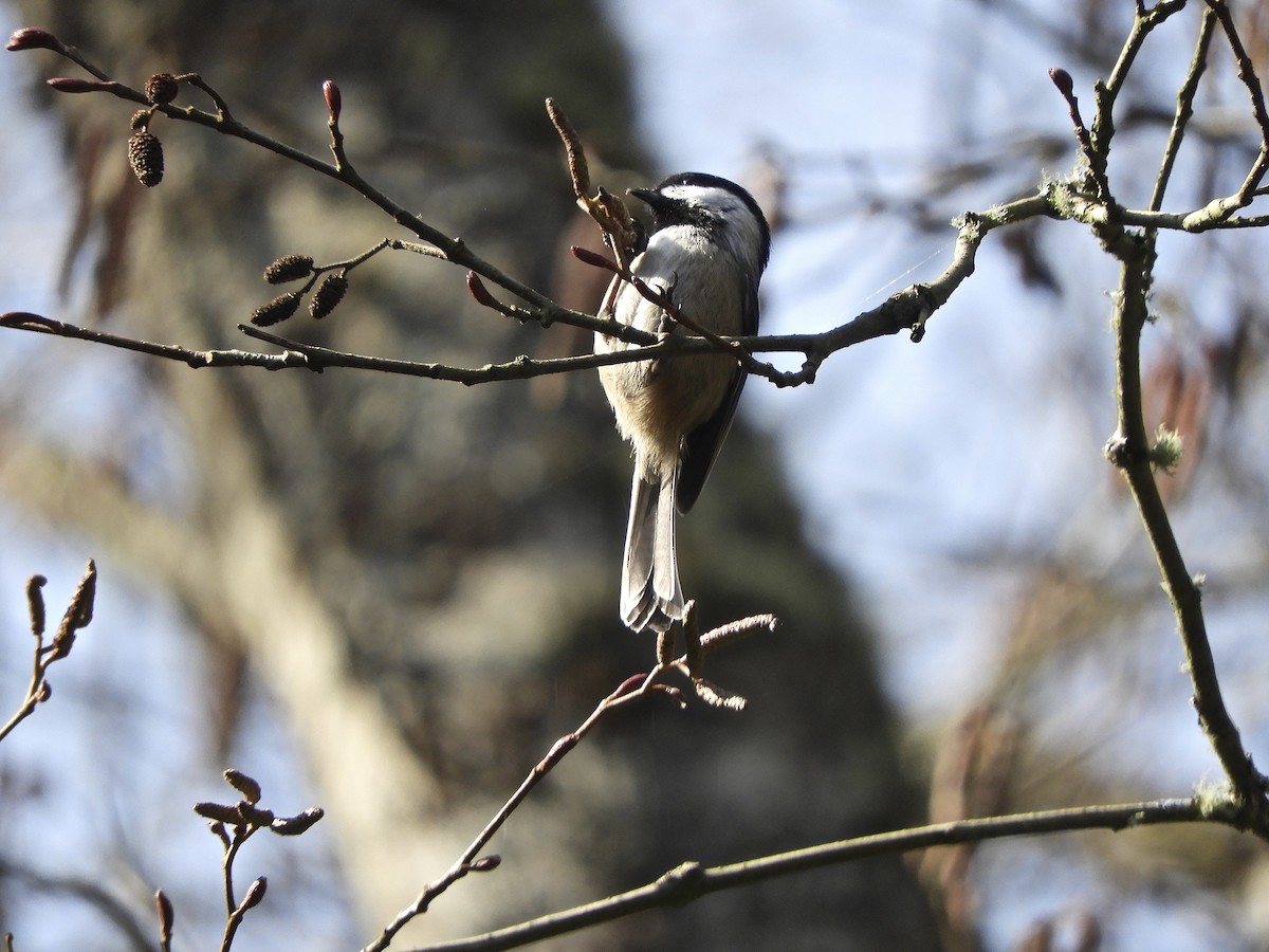 Black-capped Chickadee - ML210855631