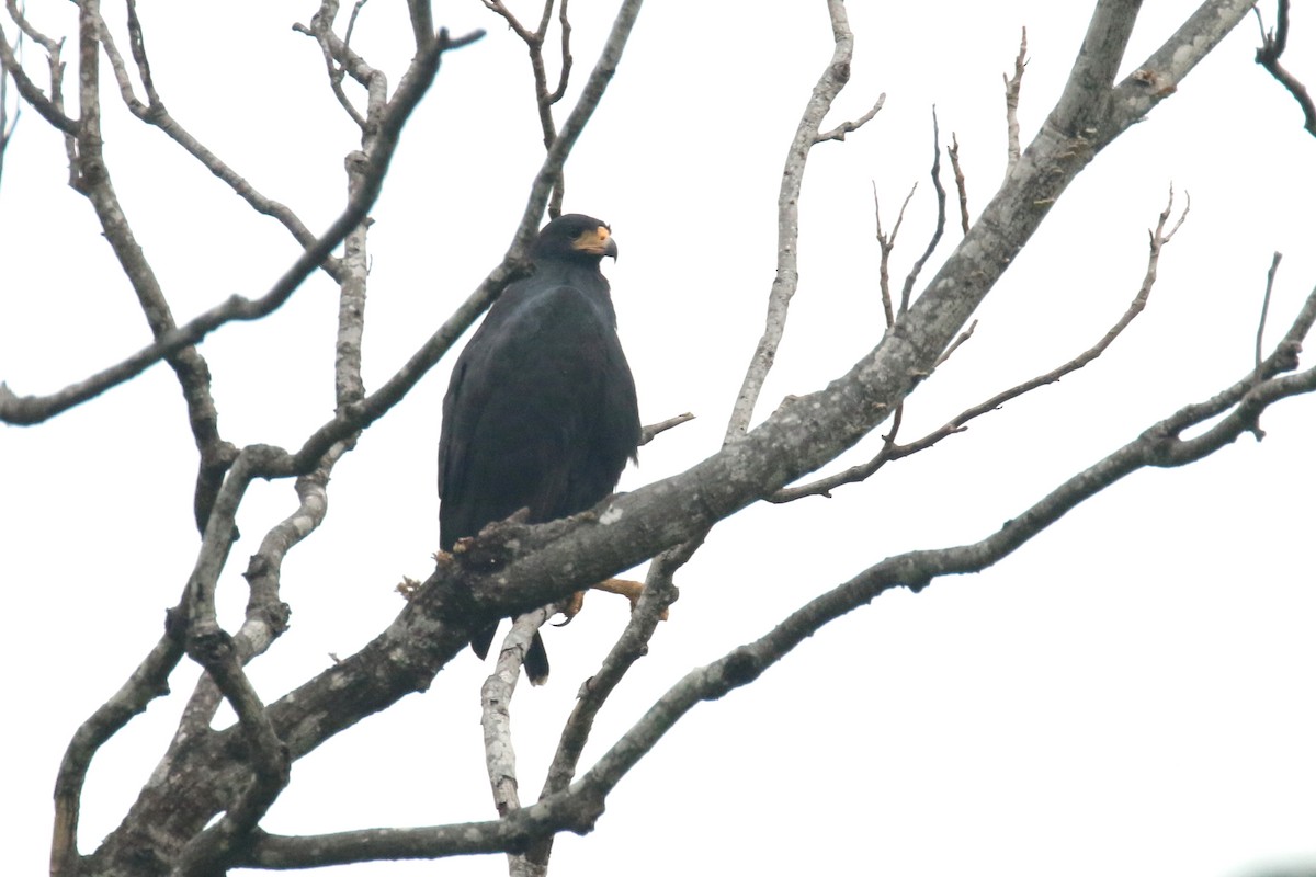 Great Black Hawk - ML210855791