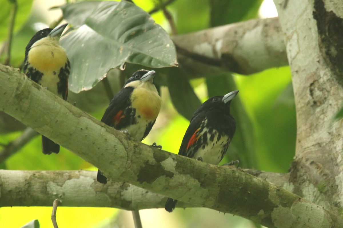 Spot-crowned Barbet - ML210855981