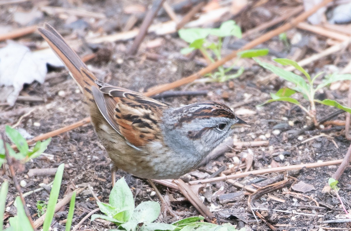 Swamp Sparrow - ML210857441