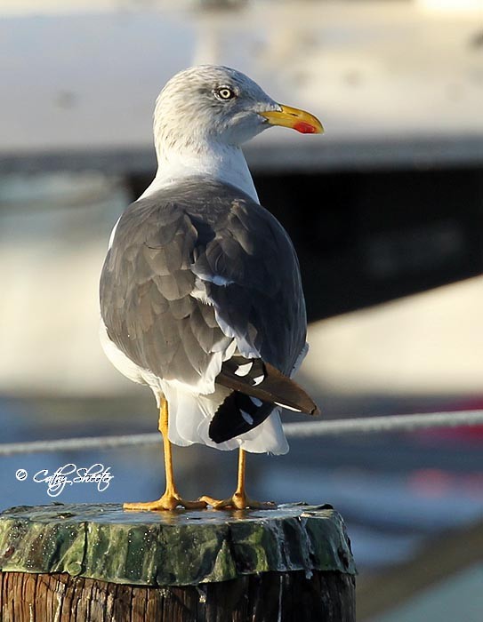 Lesser Black-backed Gull - Cathy Sheeter