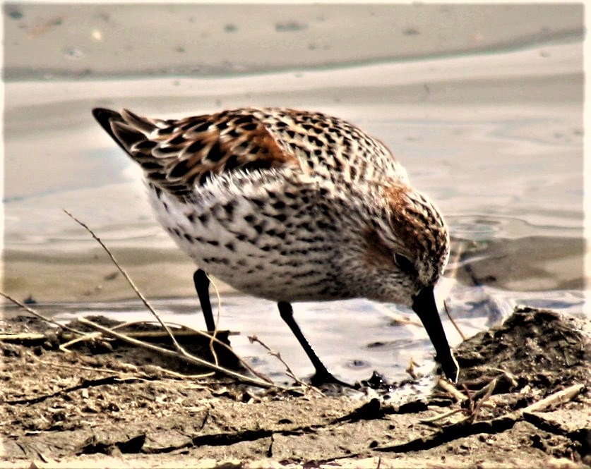 Western Sandpiper - ML210859621