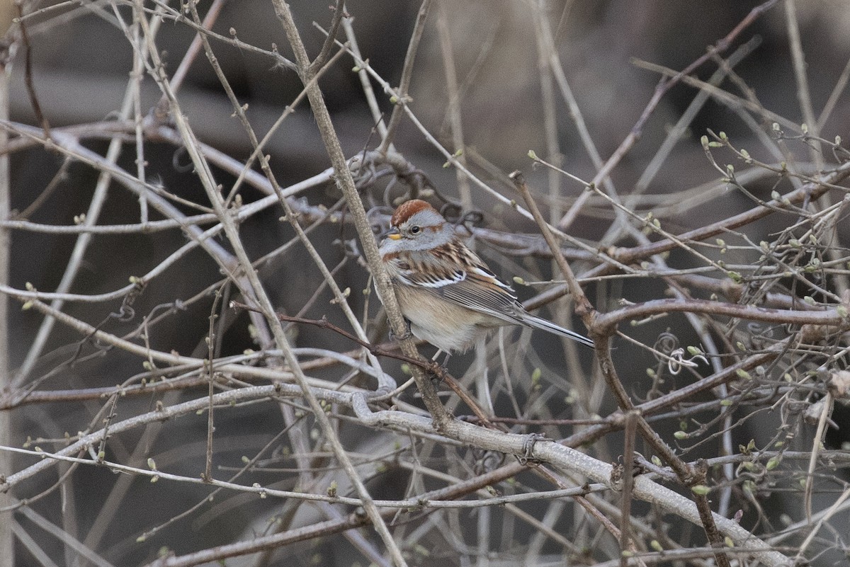 American Tree Sparrow - ML210862881