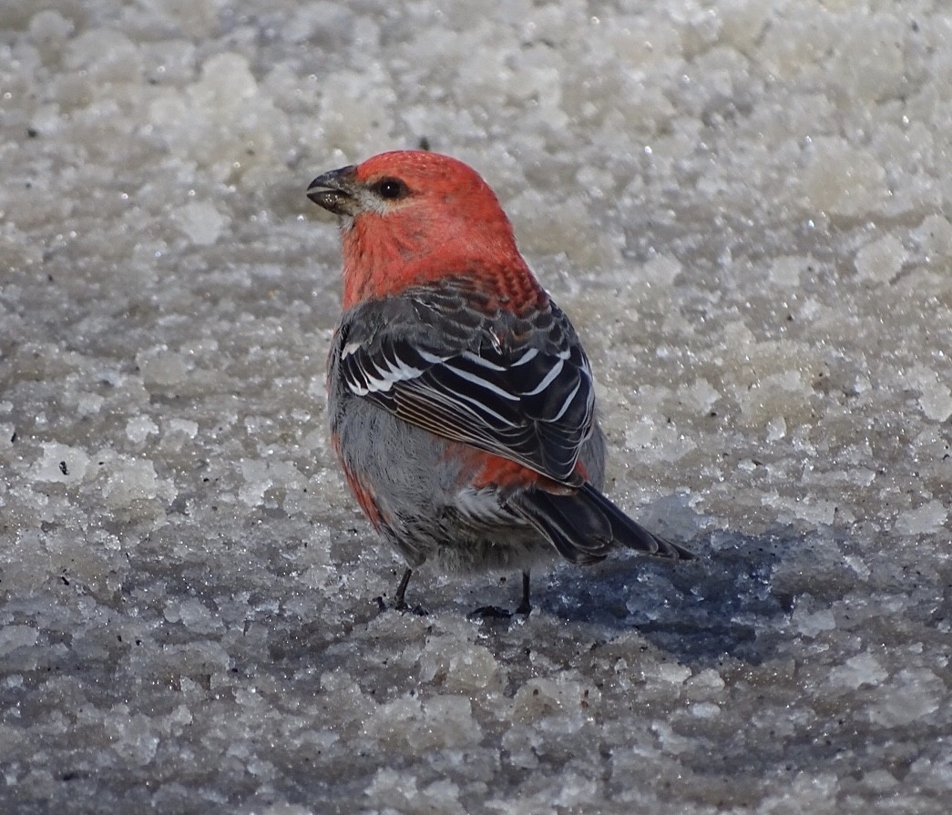 Pine Grosbeak - ML210862951