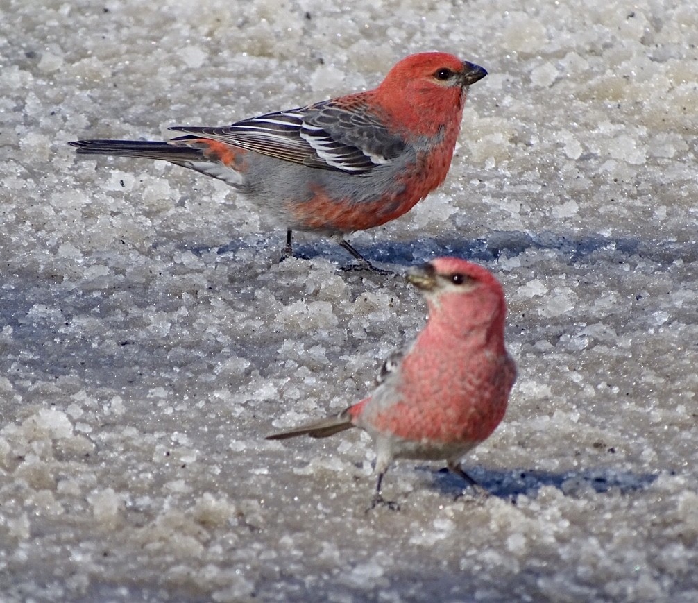 Pine Grosbeak - ML210862961