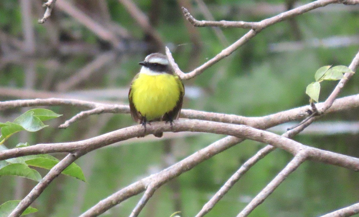 Social Flycatcher - Ted Floyd