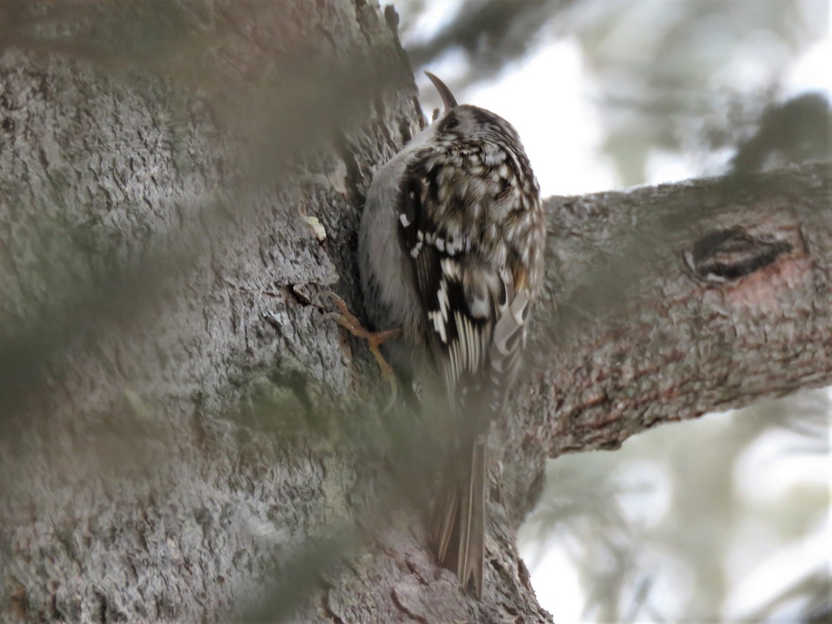 Brown Creeper - ML210866491