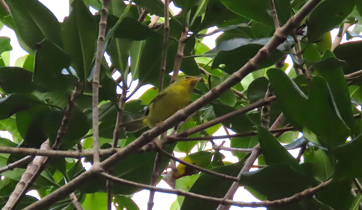 Yellow Warbler (Mangrove) - ML210866601