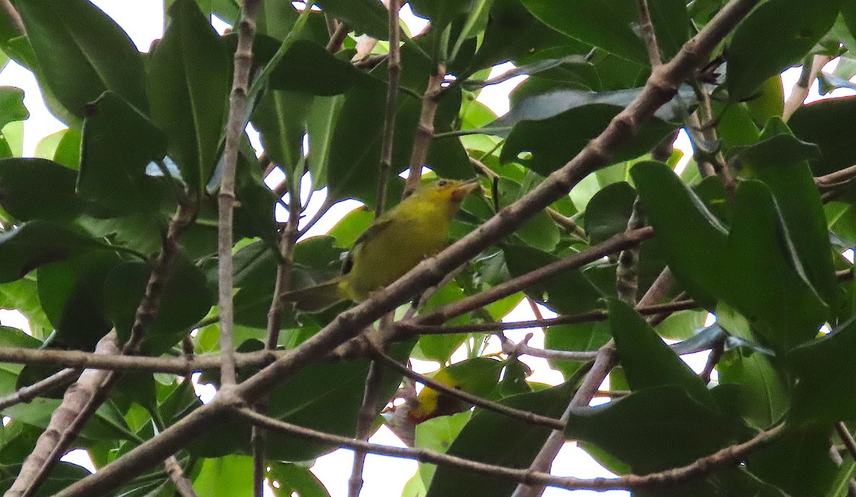 Paruline jaune (groupe erithachorides) - ML210866601