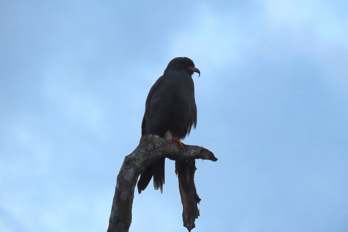 Snail Kite - ML210866681