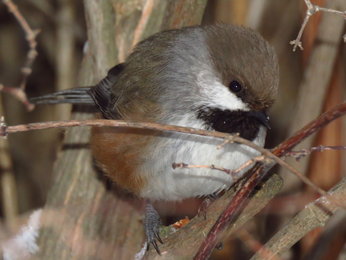 Boreal Chickadee - Timothy Piranian