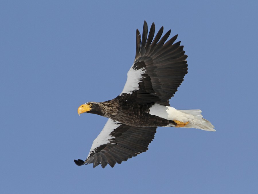 With deadly talons the size of a human hand and a prehistoric-looking beak, this is one of nature's most terrifying giants, able to reach speeds of 100mph