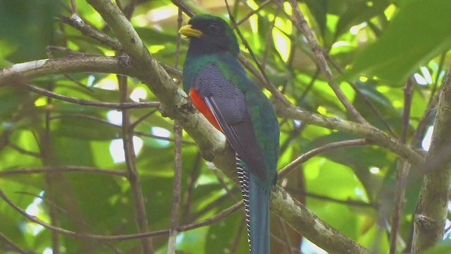 Collared Trogon - ML210869301