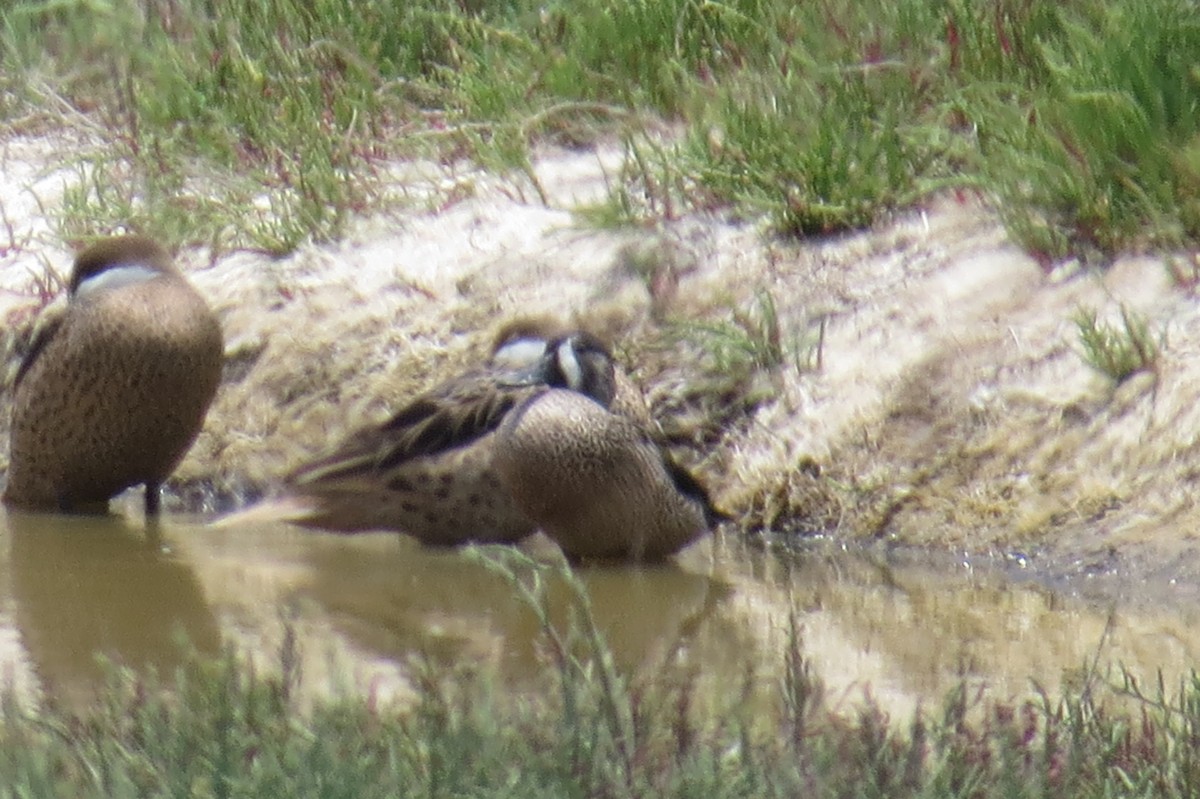 Blue-winged Teal - Kevin Jiménez Gonzáles