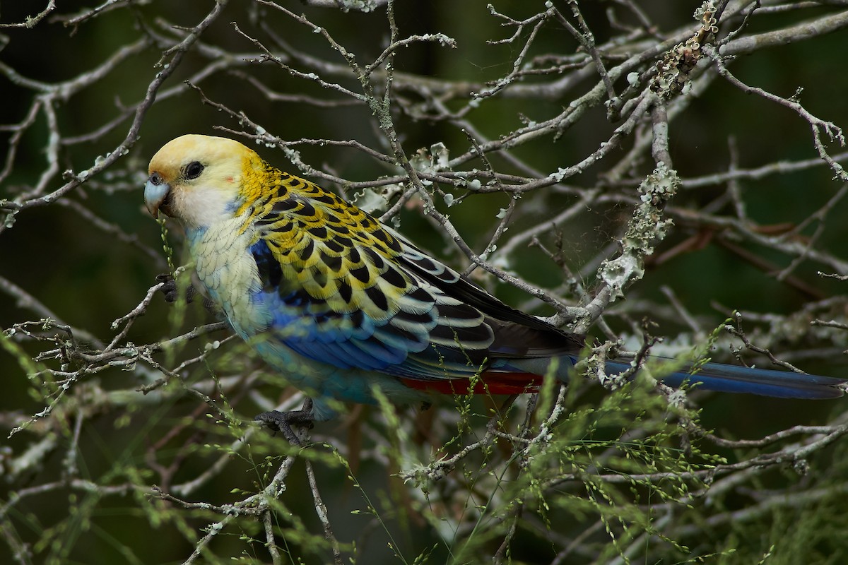 Pale-headed Rosella - Sara Young