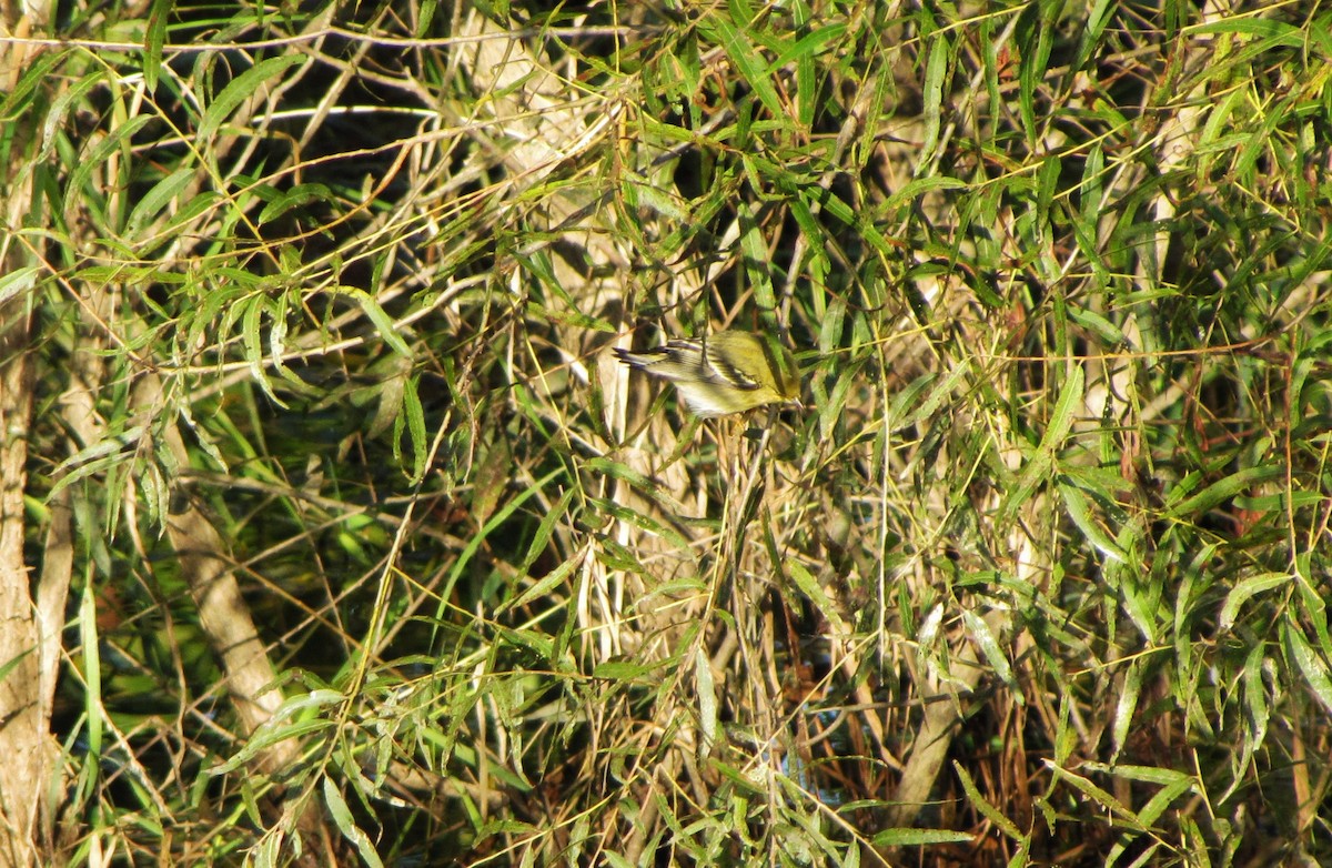 Blackpoll Warbler - Michael Welch