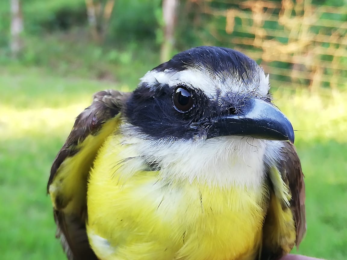 Great Kiskadee - ML210871801