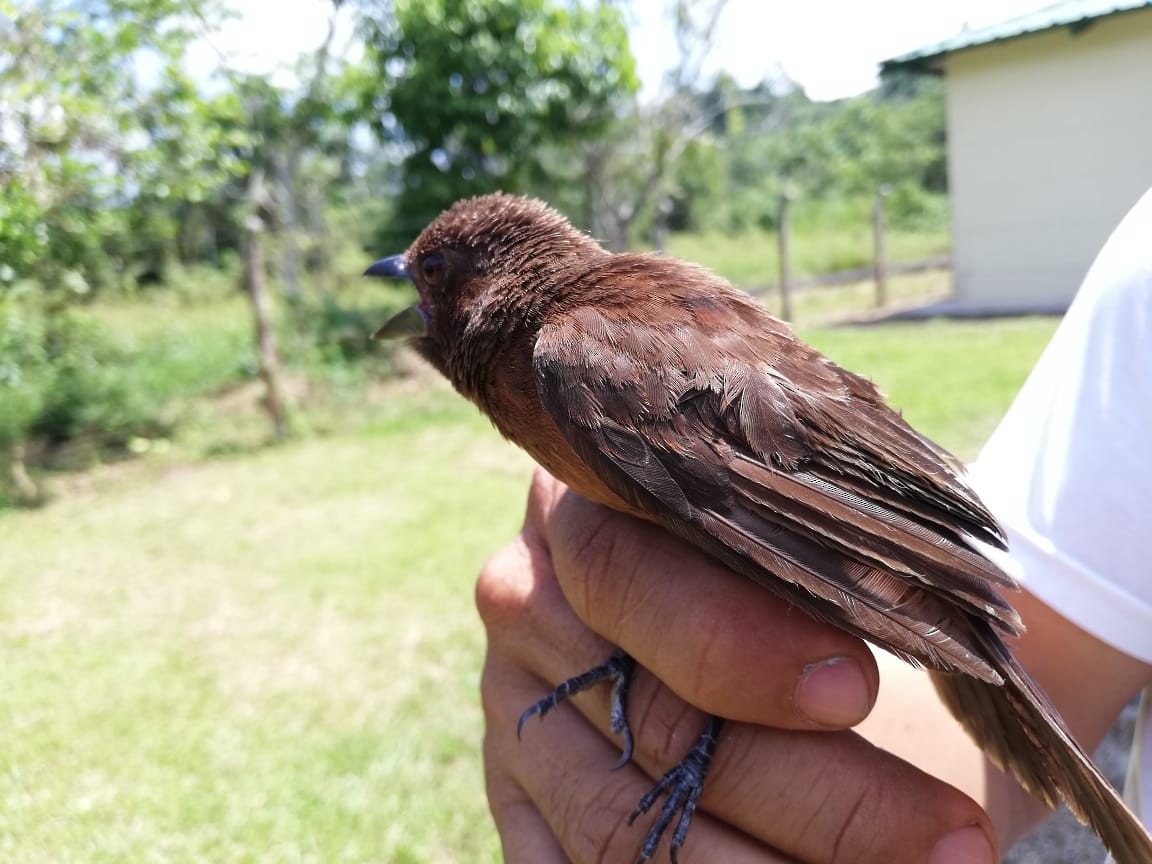 Silver-beaked Tanager - ML210872531