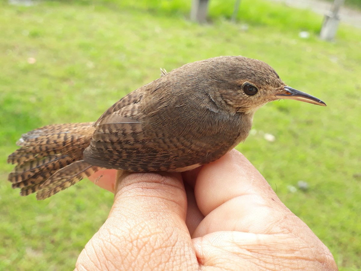 Southern House Wren - ML210874871