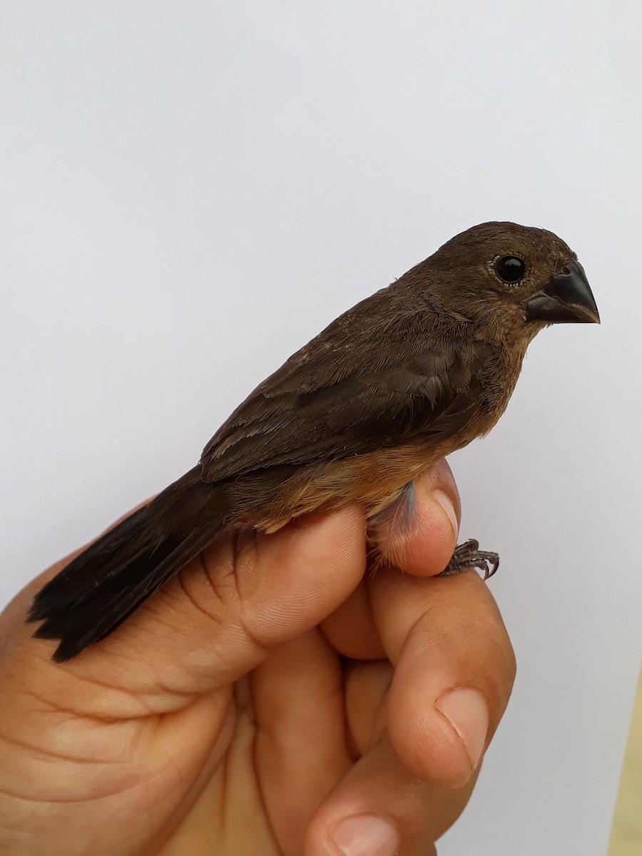 Chestnut-bellied Seedeater - ML210875141