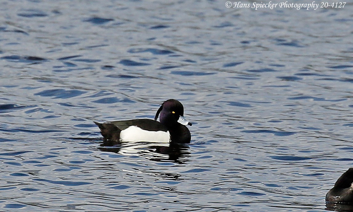 Tufted Duck - Hans Spiecker